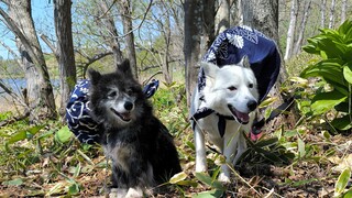 保護犬散歩中の様子