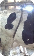胴締器 (GIF 19.4KB)
