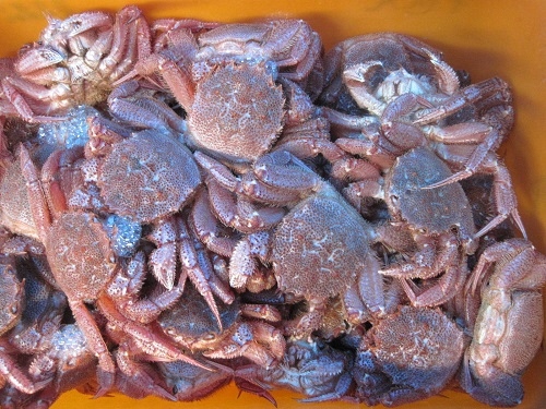 hamanaka-kegani5.jpg
