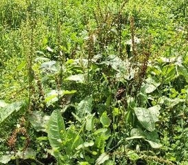 種子が大量についているギシギシ