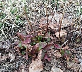 地上部は枯れているが、地下からギシギシが再生している