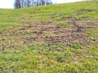 ギシギシを防除した後に大きな裸地が生じた様子