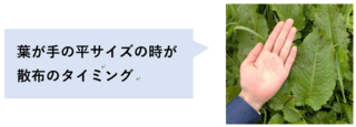 葉が手の平サイズの時が散布のタイミング（ギシギシの葉の横に手の平を置いている）