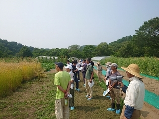 小麦栽培の説明を受ける参加者