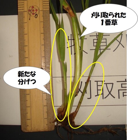 1番草収穫直後のチモシー