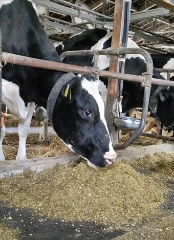 採食行動を確認