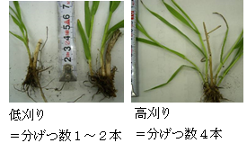 牧草の刈り取り高さと分げつ数の比較