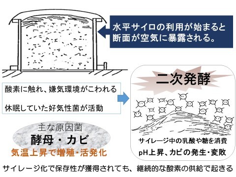 サイレージの二次発酵