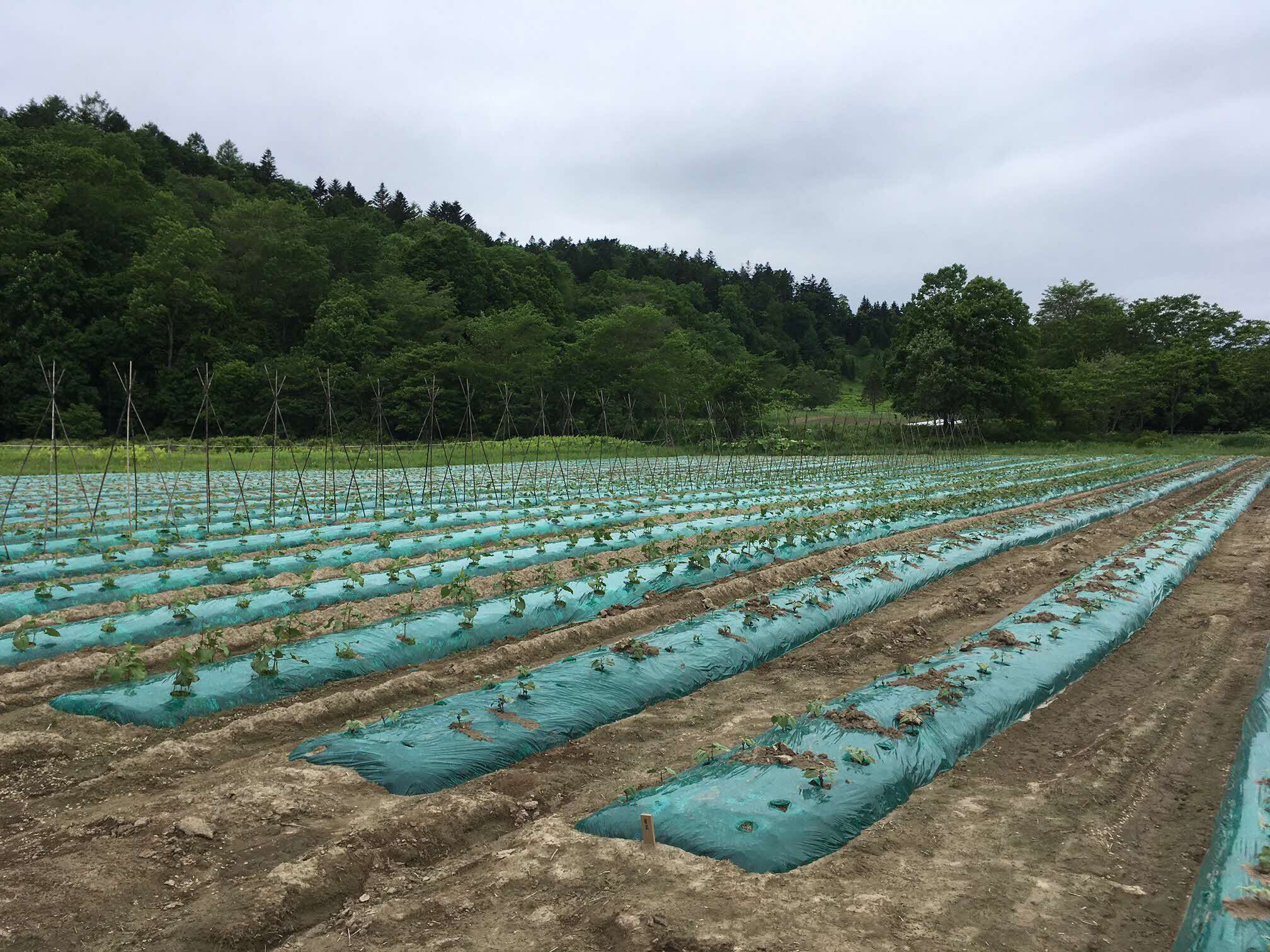 豆類（6月15日）