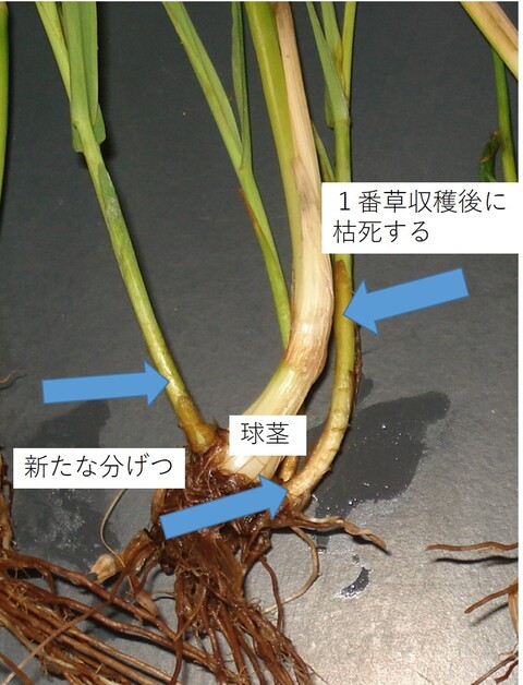 チモシーの再生