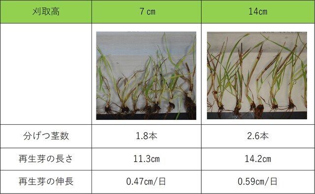 刈取高別の収穫後の再生の様子　【採材日】2019年7月12日