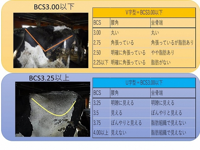 bcs.jpg