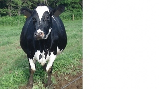 cow.jpg