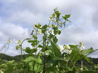 花豆