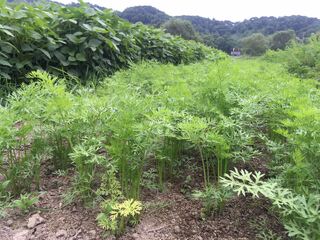 にんじん
