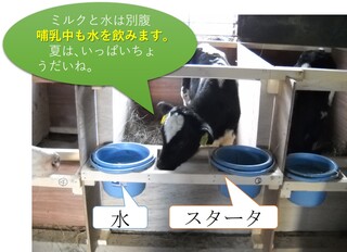写真 1　哺乳牛にも水を