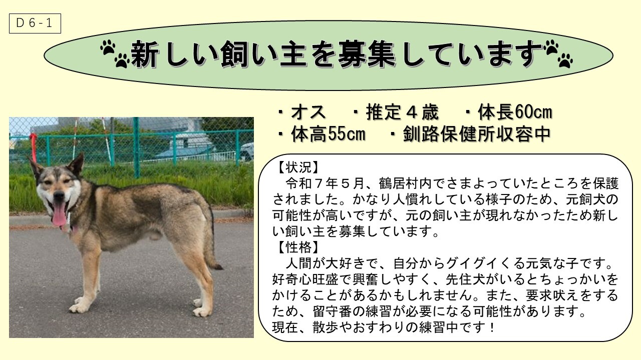 犬D6-1