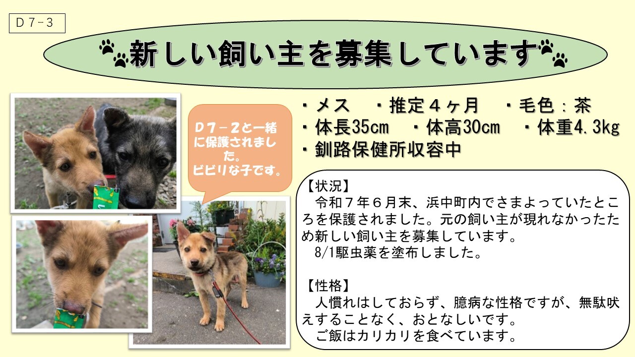 犬D7-3