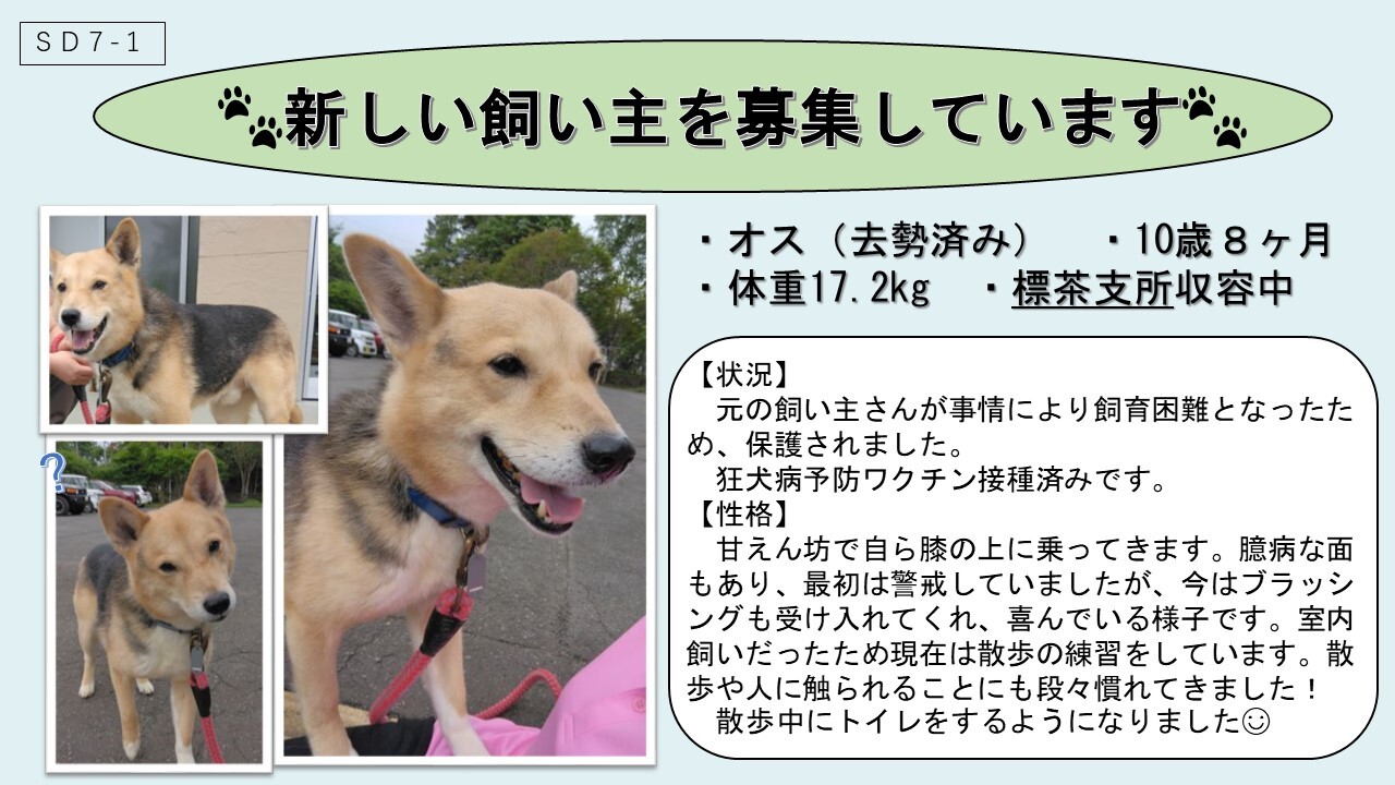 犬SD7-1