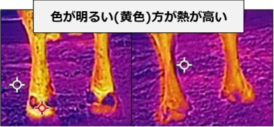 サーモ画像
