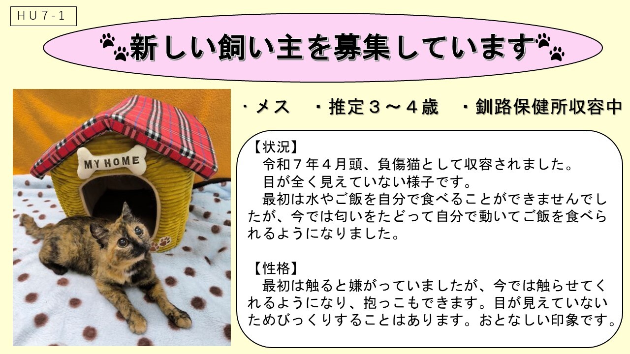 猫HU7-1（負傷猫）