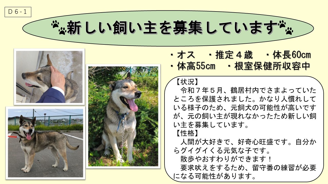 犬D6-1