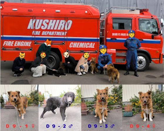 釧路町犬と消防車