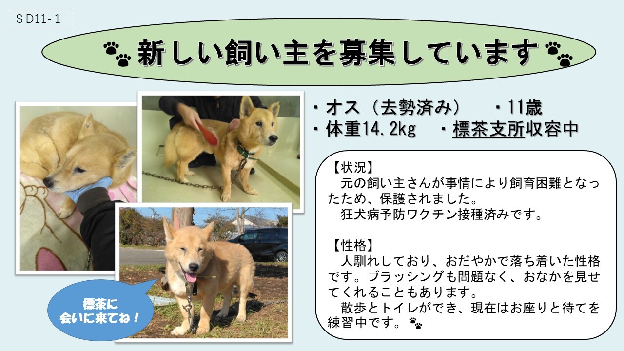 犬SD11-1