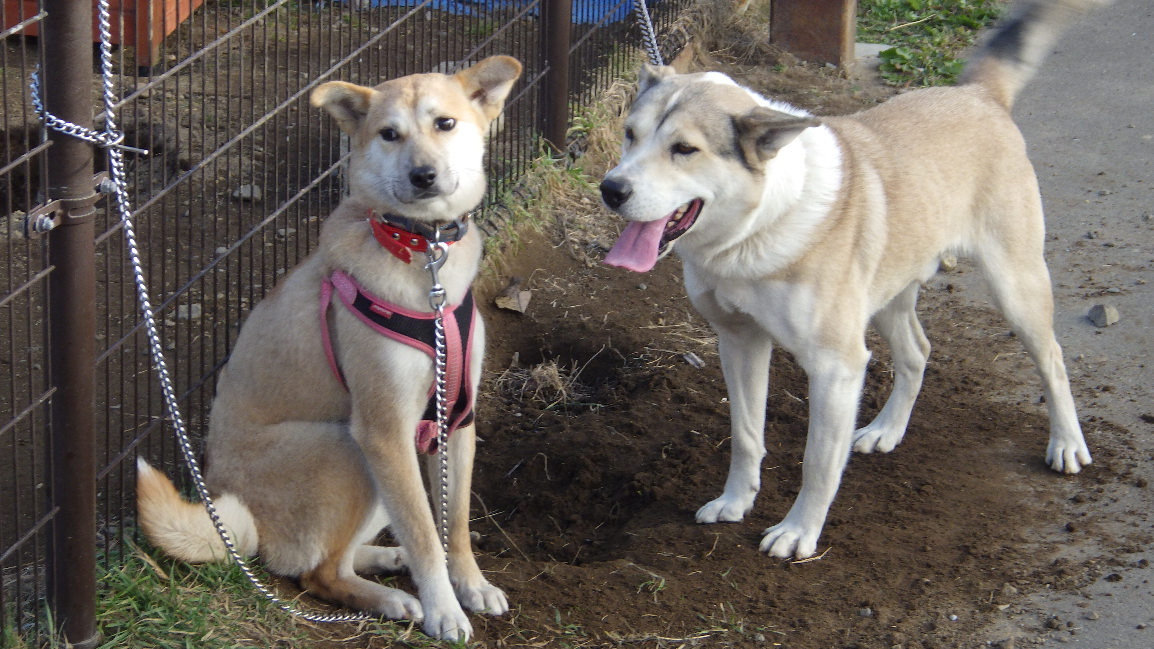 かめじろうといちごちゃん