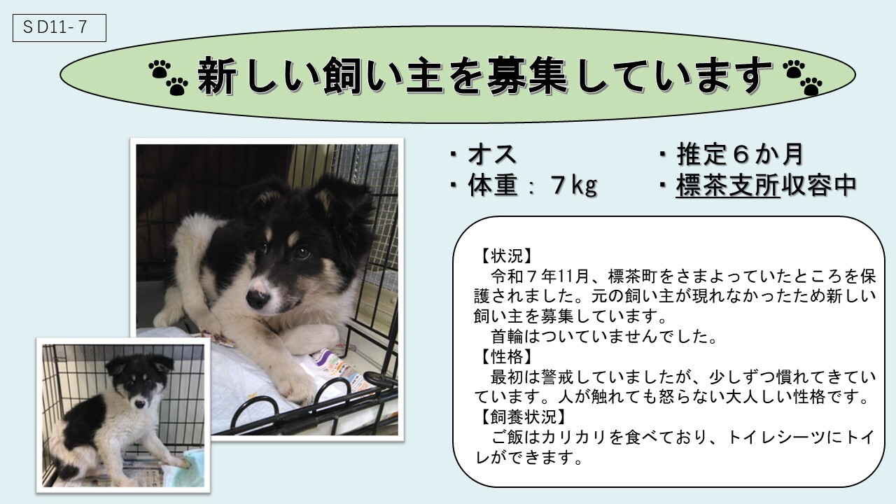 犬SD11-7