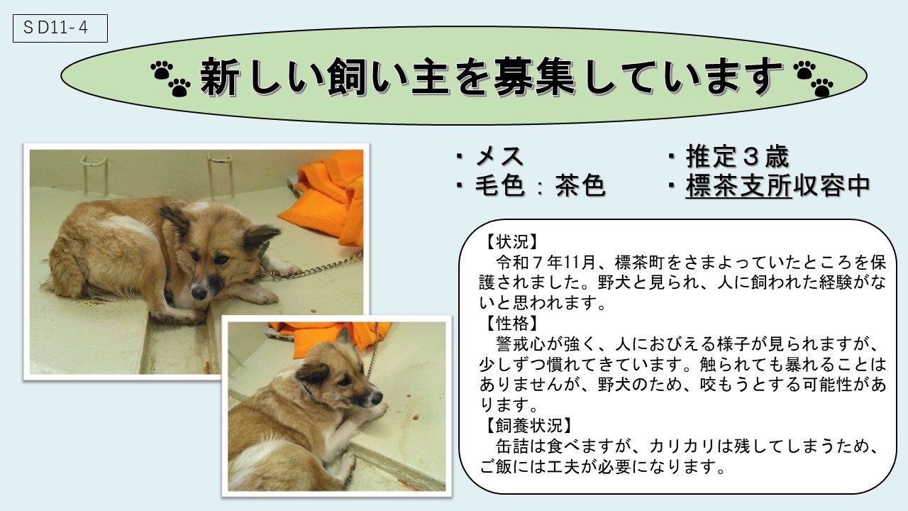犬SD11-4