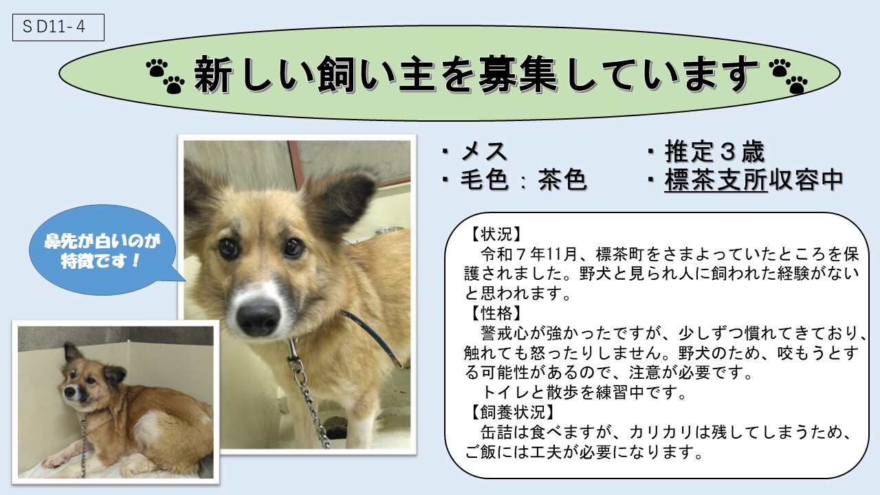 犬SD11-4