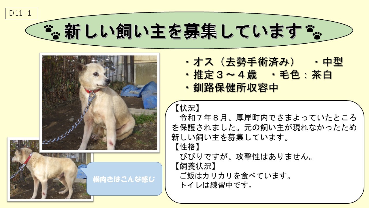 犬D11-1