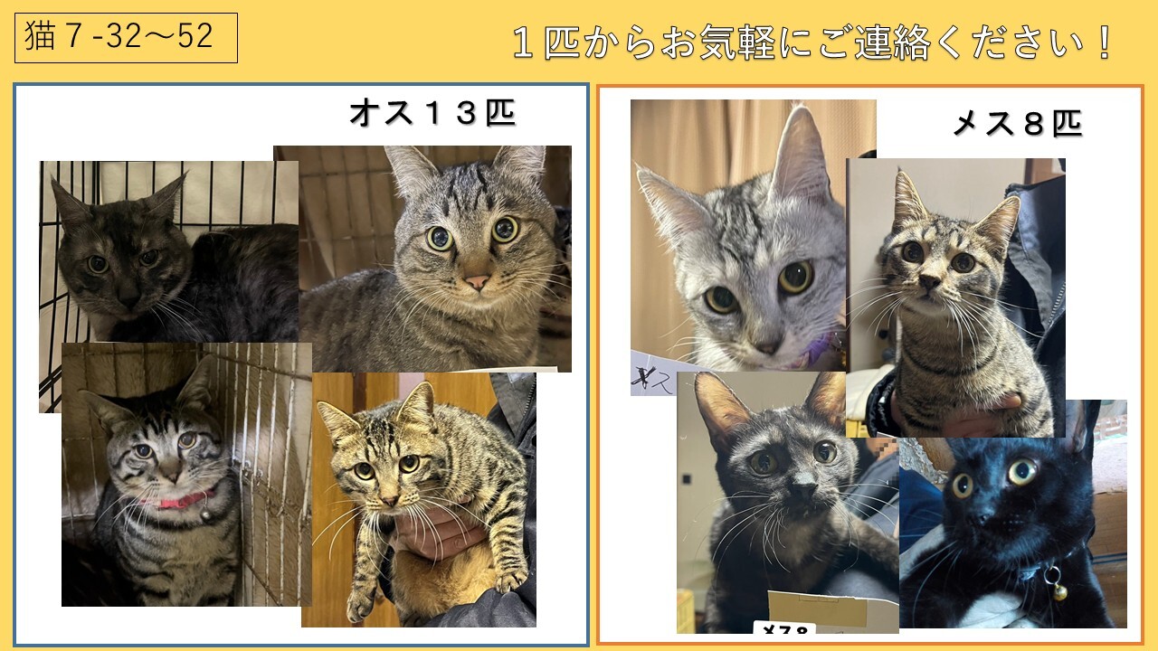 新しい飼い主を募集しています_3.jpg