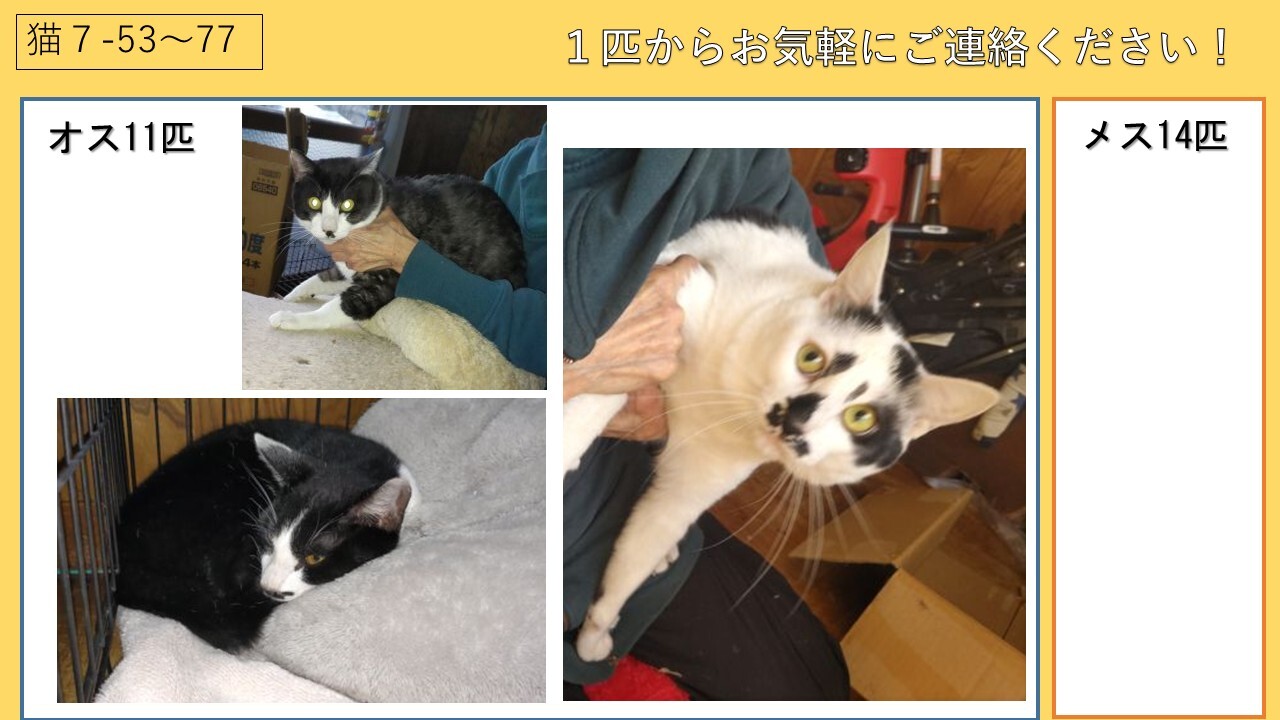 新しい飼い主を募集しています.jpg
