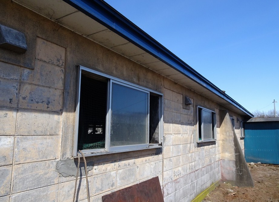 暖かい時間帯に窓を解放する繋ぎ牛舎