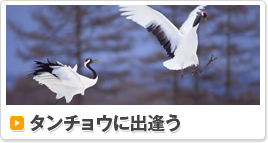 タンチョウに出逢う