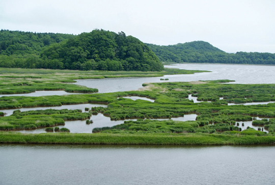 別寒辺牛湿原