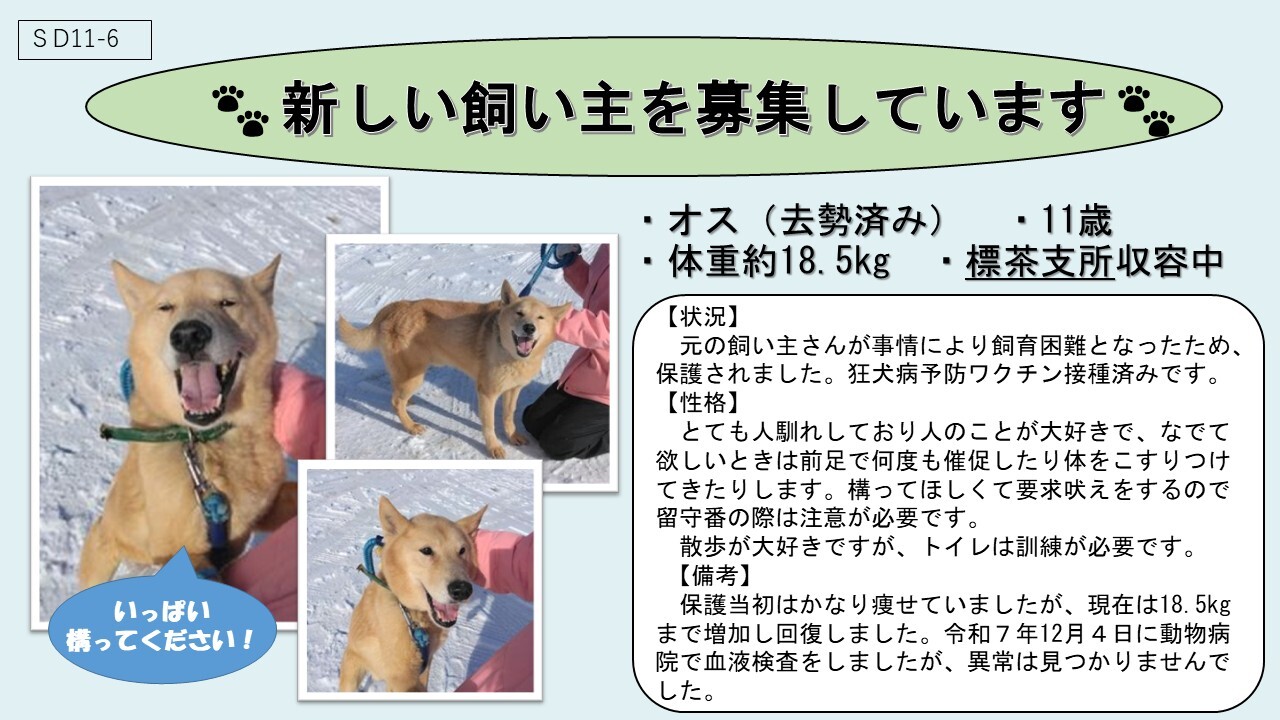 犬SD11-6