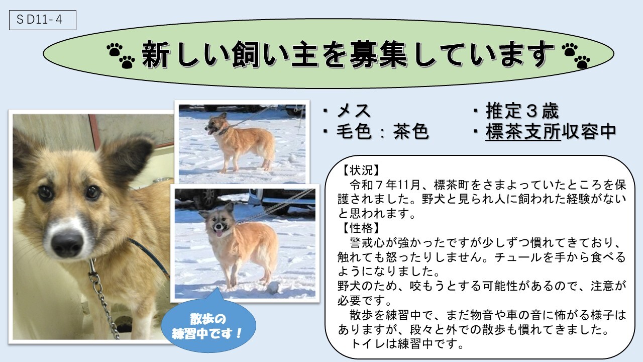犬SD11-4