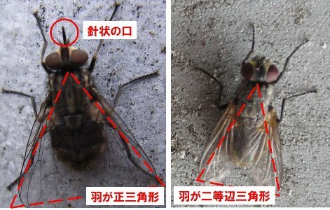 ハエ対策 について 釧路総合振興局産業振興部釧路農業改良普及センター ハエ対策 について 釧路総合振興局産業振興部釧路農業改良普及センター