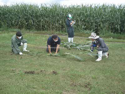 とうもろこしの地面から雄穂までの長さ、雌穂(子実)までの長さを測る