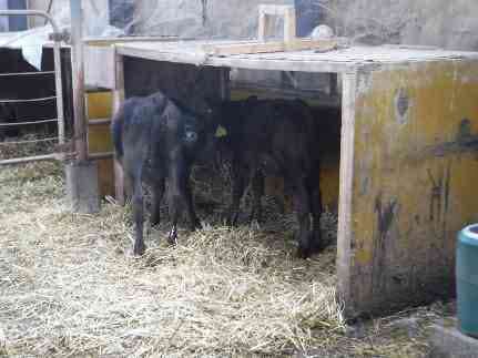 (写真2）)暖かい空気が溜まる小屋