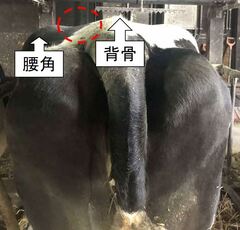 写真1過肥牛は腰角と背骨を結ぶラインの凹みがわずかにしか見えない