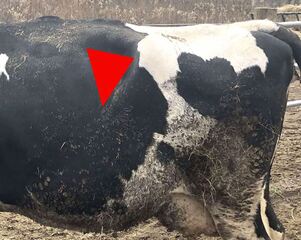写真3採食量が不足している牛は左上膁部が三角形に大きく凹んでいる