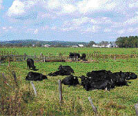 （写真）地域で育てた素牛を農協が丁寧に肥育します