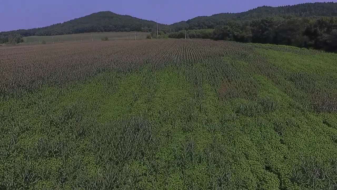 ドローンを活用することによって、安全にほ場の食害状況を把握できます