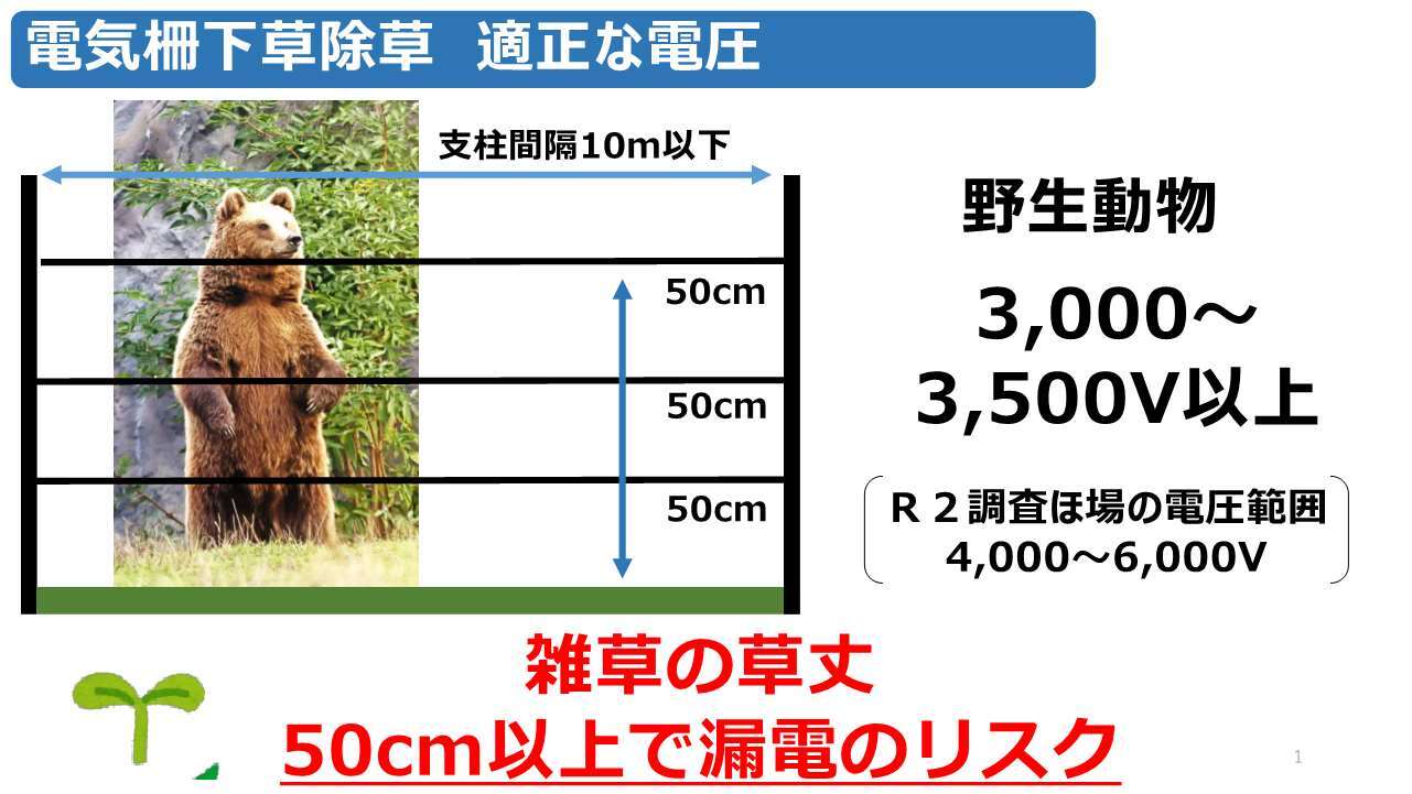 電気柵の下草は、50cm以上伸びてしまうと漏電のリスクが高まります