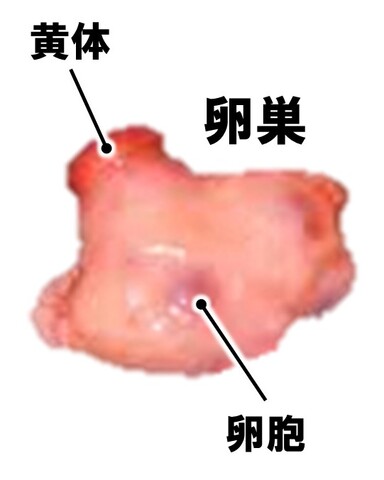 卵巣の構造の写真