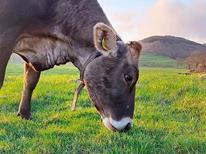 放牧地で草を食むブラウンスイス種の牛
